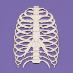 1617m Tekturka -  Żebra , Klatka, Szkielet - G7  