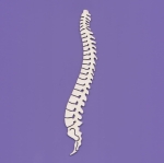 1618m Tekturka mała - Kręgosłup - G4