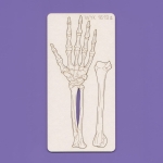 1619d Tekturka duża - Ręka , Ramię , szkielet, kości - G8