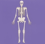 1622d Tekturka duża - Szkielet- G10